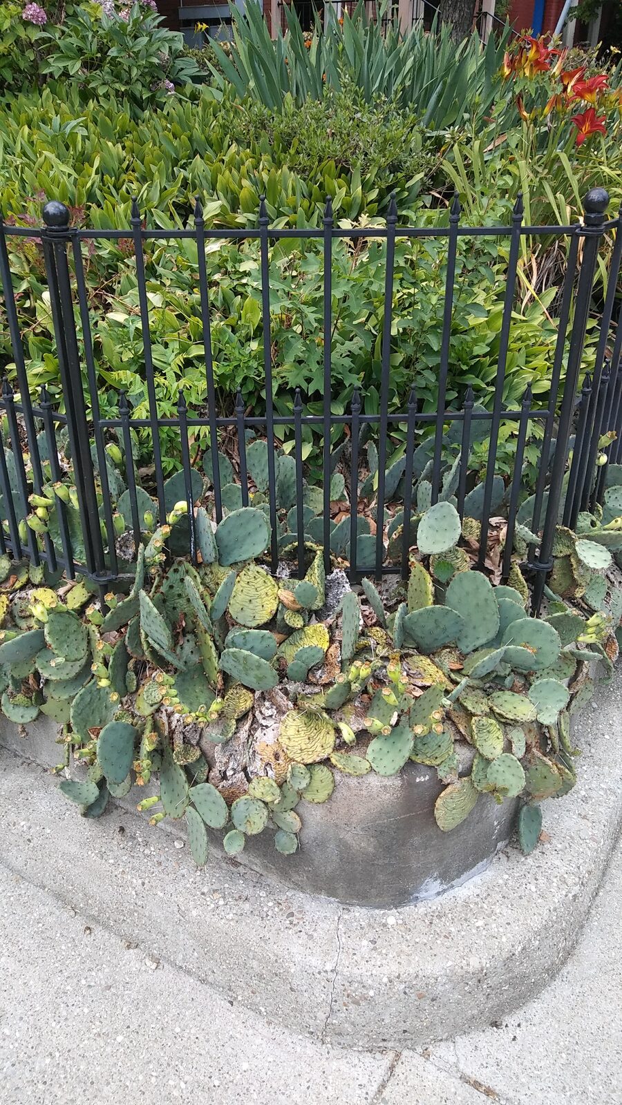 Cactus growing on corner of garden